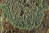 Dirinaria applanata image