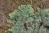 Dirinaria applanata image