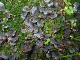 Peltigera didactyla image