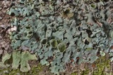 Hypotrachyna livida image