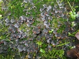 Peltigera didactyla image