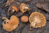 Lactarius subplinthogalus image