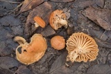 Lactarius subplinthogalus image