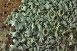 Hypotrachyna livida image