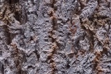 Cryptothecia striata image