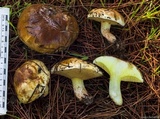 Suillus bellinii image