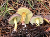 Boletus chrysenteron image