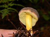 Boletus chrysenteron image