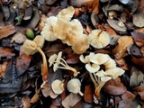 Marasmius wynneae image