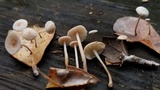 Mycetinis olidus image