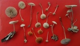 Mycetinis scorodonius image