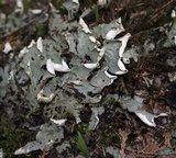 Peltigera aphthosa image
