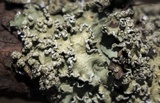 Flavopunctelia soredica image