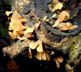 Dacryopinax spathularia image