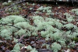 Cladonia subtenuis image