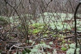 Cladonia subtenuis image