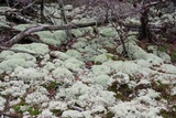 Cladonia subtenuis image
