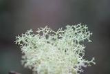 Cladonia subtenuis image