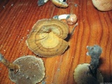 Coltricia perennis image