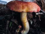 Tricholomopsis rutilans image