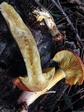 Tricholomopsis rutilans image