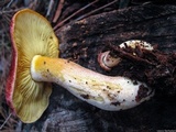 Tricholomopsis rutilans image