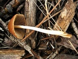 Parasola conopilea image
