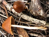 Parasola conopilea image