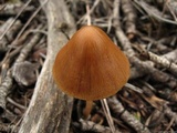 Parasola conopilea image