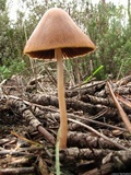 Parasola conopilea image
