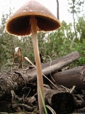 Parasola conopilea image