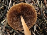 Parasola conopilea image