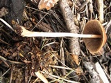 Parasola conopilea image