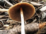 Parasola conopilea image