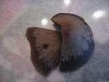 Parasola conopilea image