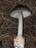 Amanita pachycolea image