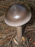 Amanita pachycolea image