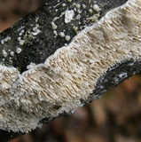 Irpex lacteus image