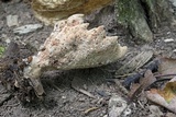Abortiporus biennis image