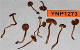 Pachylepyrium carbonicola image