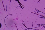 Rhodocybe caelata image