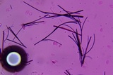 Rhodocybe caelata image