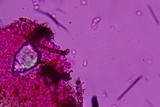 Rhodocybe caelata image