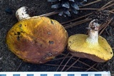 Suillus bellinii image