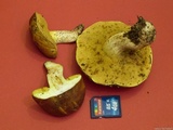 Suillus bellinii image
