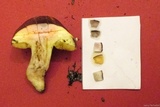 Suillus bellinii image
