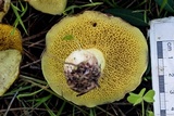 Suillus collinitus image
