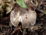 Entoloma bloxamii image