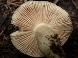 Entoloma bloxamii image