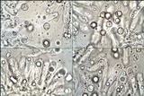 Entoloma bloxamii image